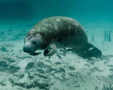 article image - GUEST COMMENTARY 1